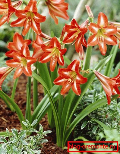 gippeastrum